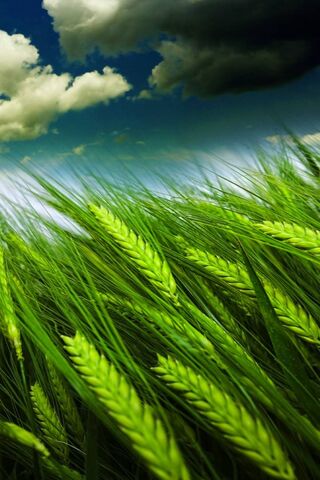 Whispers of the Grain: Nature's Green Symphony 🌾✨