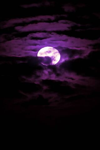 Enchanted Night: The Pu..