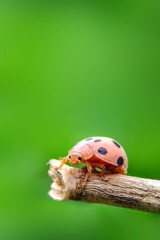 Ladybug Bliss: Nature's Tiny Guardian 🐞✨