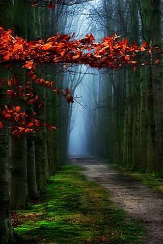 Enchanted Winter Pathway ❄️🍂