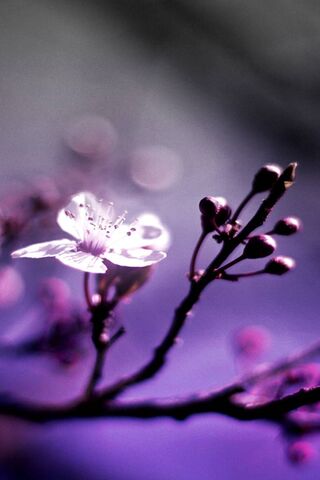 Blossoms of Serenity 🌸✨