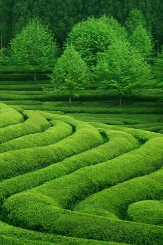 Serenity in Green: The ..