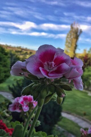Turkish Blooms: A Floral Delight 🌸🇹🇷