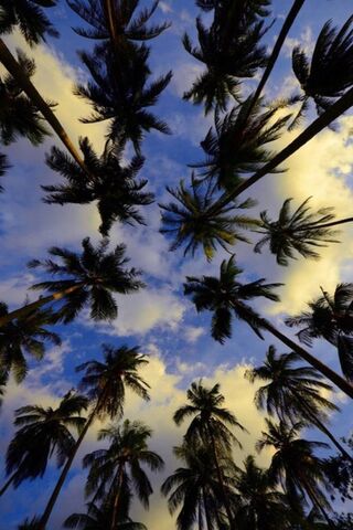Tropical Serenity: A Skyward Gaze 🌴☁️