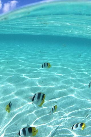 Beneath the Waves: A Co..