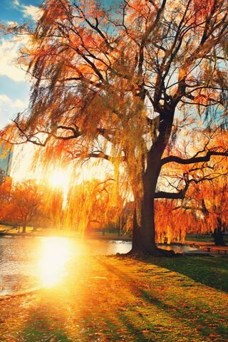 Autumn's Embrace 🌅🍂