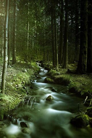 Whispers of the Stream ..