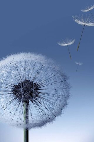 Whispers of the Dandelion 🌬️✨