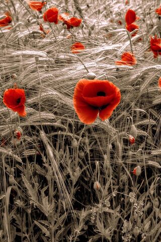 Whispers of the Poppy F..