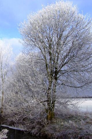 Winter's Embrace ❄️🌨️