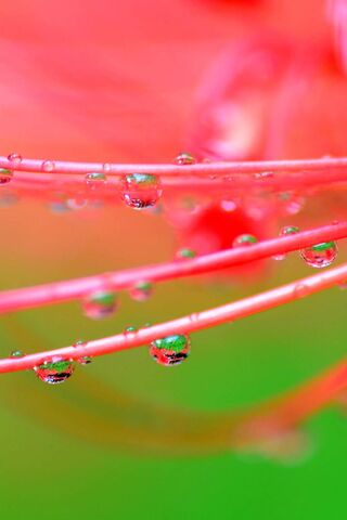 Nature's Vibrant Symphony 🎨🌿