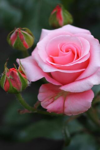 My Pink Rose