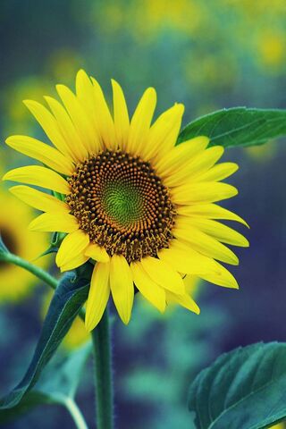 Sunshine in Bloom: The ..