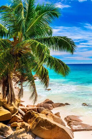 Paradise Found: A Tropi..