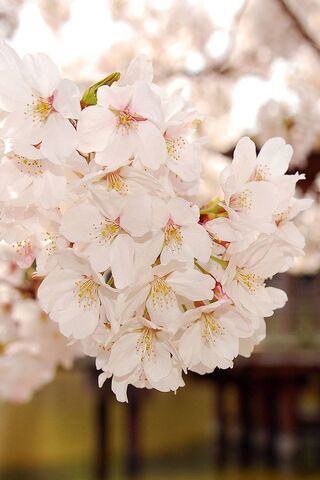 Blossoms of Serenity 🌸