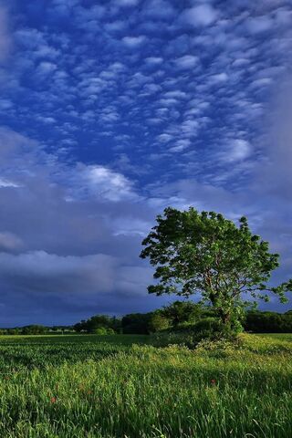 Lone Tree Wallpaper - Download to your mobile from PHONEKY