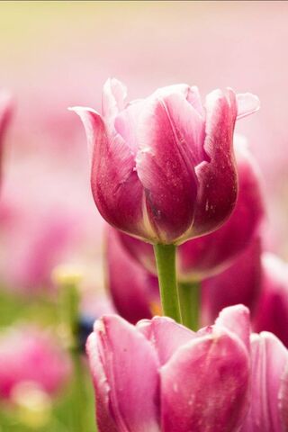 Beautiful Pink Tulip