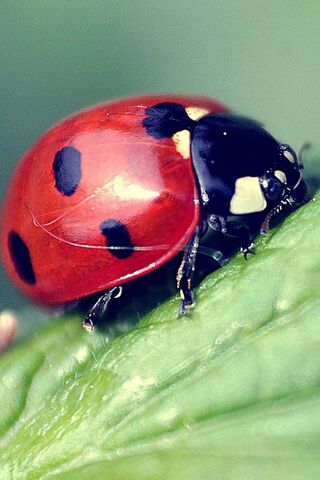 Ladybird: Nature's Little Guardian 🐞✨