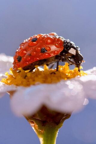 Nature's Little Guardian: The Ladybird 🌼🐞