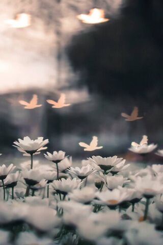 Whispers of Serenity 🌼🕊️