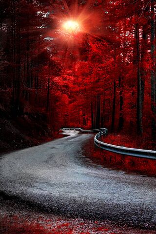 Journey Through the Crimson Woods 🌲✨