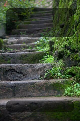 Nature's Pathway: The Enchanted Stairs 🌿✨