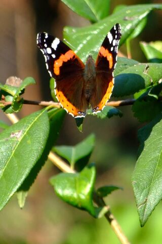 Wings of Wonder: The Butterfly's Dance 🦋✨