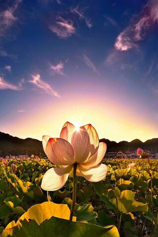 Lotus Bliss at Sunset 🌅🌸