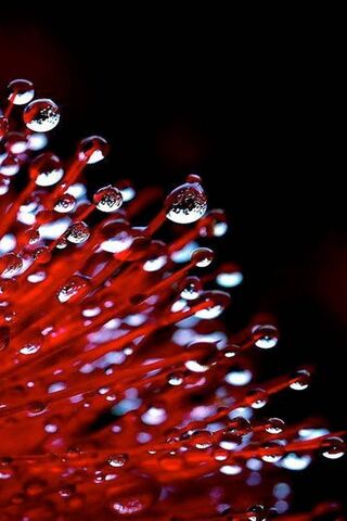 Crimson Drops of Nature..