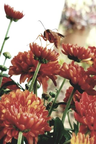 Waspy Mums