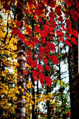 New Hampshire Autumn