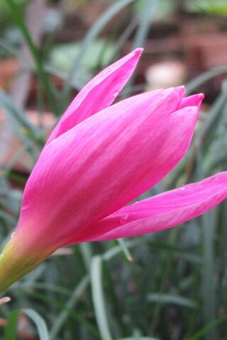 Blossoming Beauty: Nature's Pink Delight 🌸