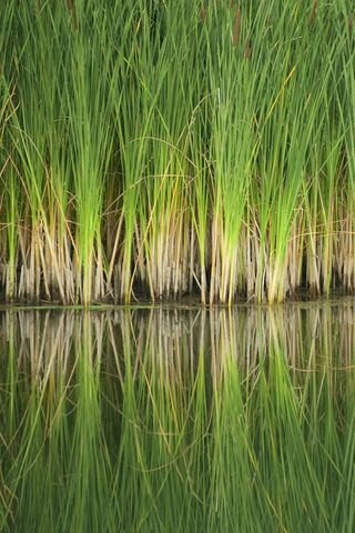 Reflections of Cuyahoga's Greenery 🌿✨