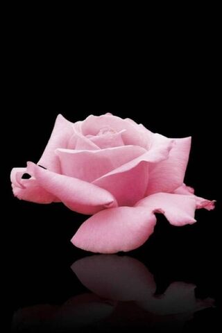 Elegance in Bloom: The ..