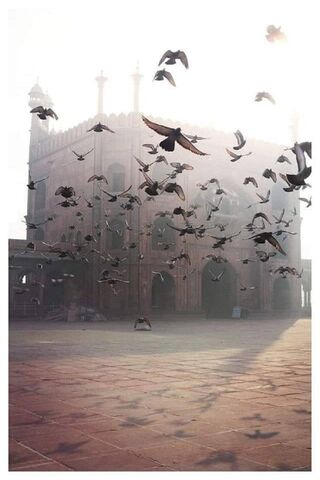 Pigeons