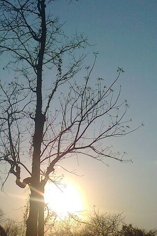 Sunset Serenity: Nature's Embrace 🌅🌳