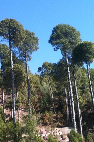 Saz 4 Wallpaper - Download to your mobile from PHONEKY