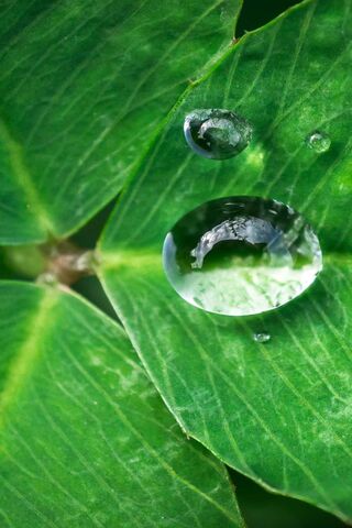 Morning Dew Delight