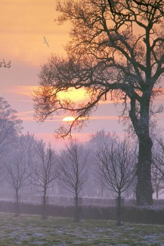 Golden Glow: A Winter Sunset