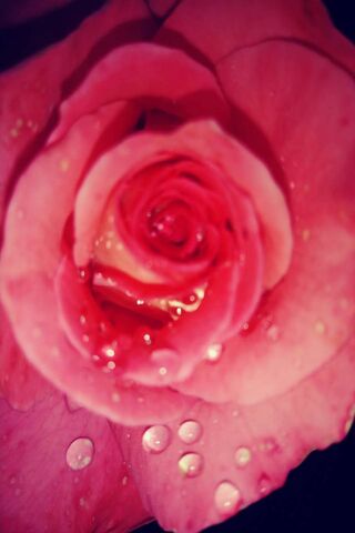 Dew-Kissed Elegance: A ..