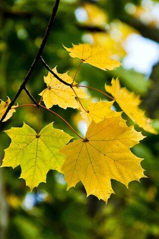 Golden Autumn Whispers ..