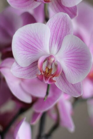 Whispers of Orchid Pink 🌸✨