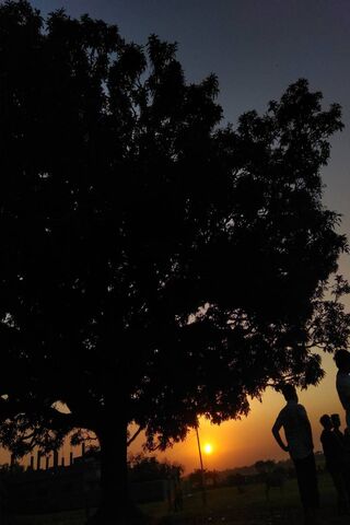 Sunset Serenity: A Moment Under the Dip Sarkar Tree 🌅🌳
