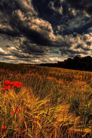 Nature's Canvas: A Niceview of Serenity 🌾☁️