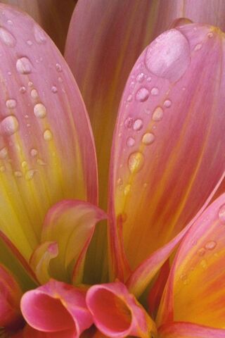 Whispers of Pink: The Enchanting Pinky Flower 🌸✨