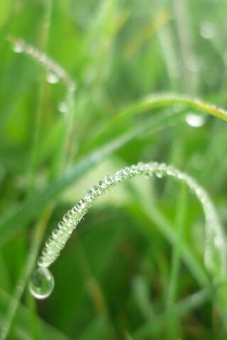 Morning Dew