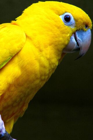 Sunny Serenade: The Vibrant Yello Parrot 🌞🦜