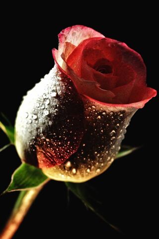 Dew-Kissed Elegance: Th..