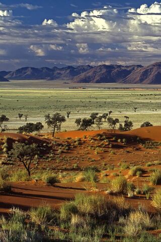 Desert Serenity: A Dance of Colors 🌅🌵