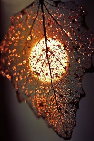 Frunza: Nature's Delicate Artistry 🍂✨